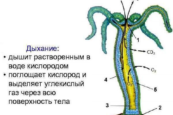 Кракен это современный даркнет